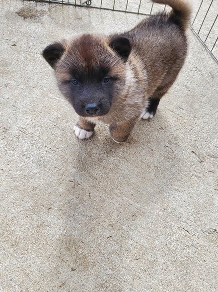 Adorable Akita Puppies For Adoption Image eClassifieds4u