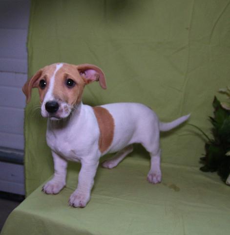 Adorable Jack Russel Terrier puppies for new home💕Delivery possible🌎 Image eClassifieds4u