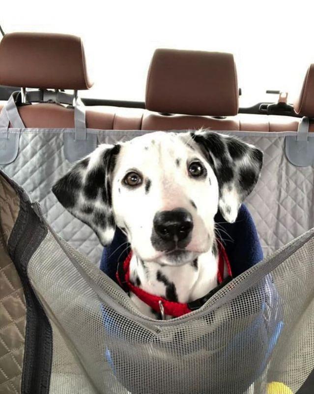 Beautiful Dalmatian Puppies available💕Delivery possible🌎 Image eClassifieds4u
