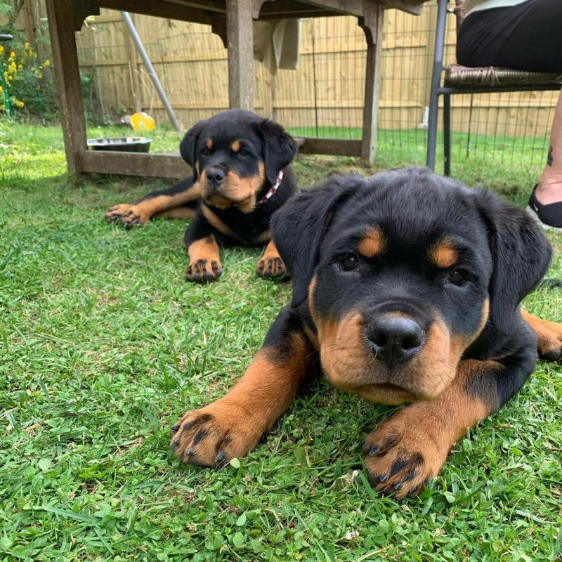 Beautiful male and female Rottweiler puppies. Image eClassifieds4u