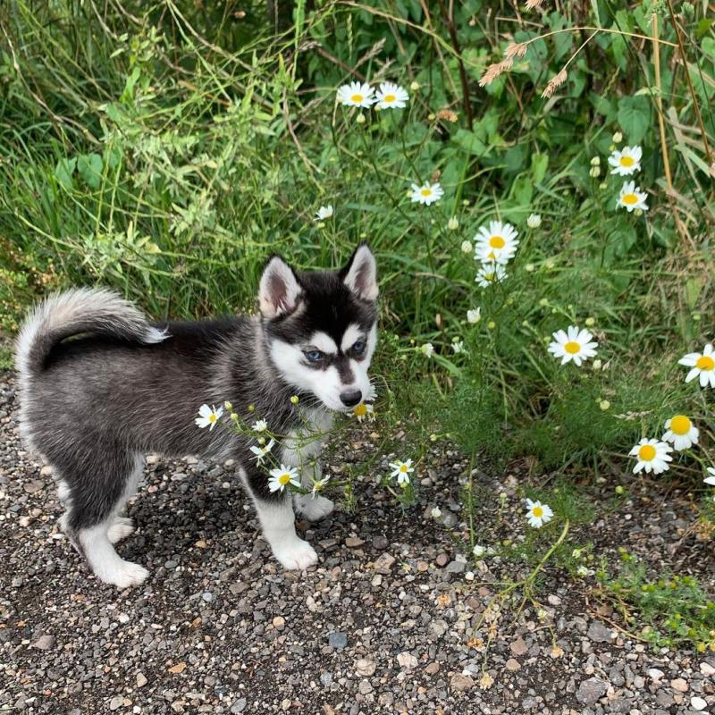 Blue-Eyed Pomsky Puppies Ready For Adoption Image eClassifieds4u