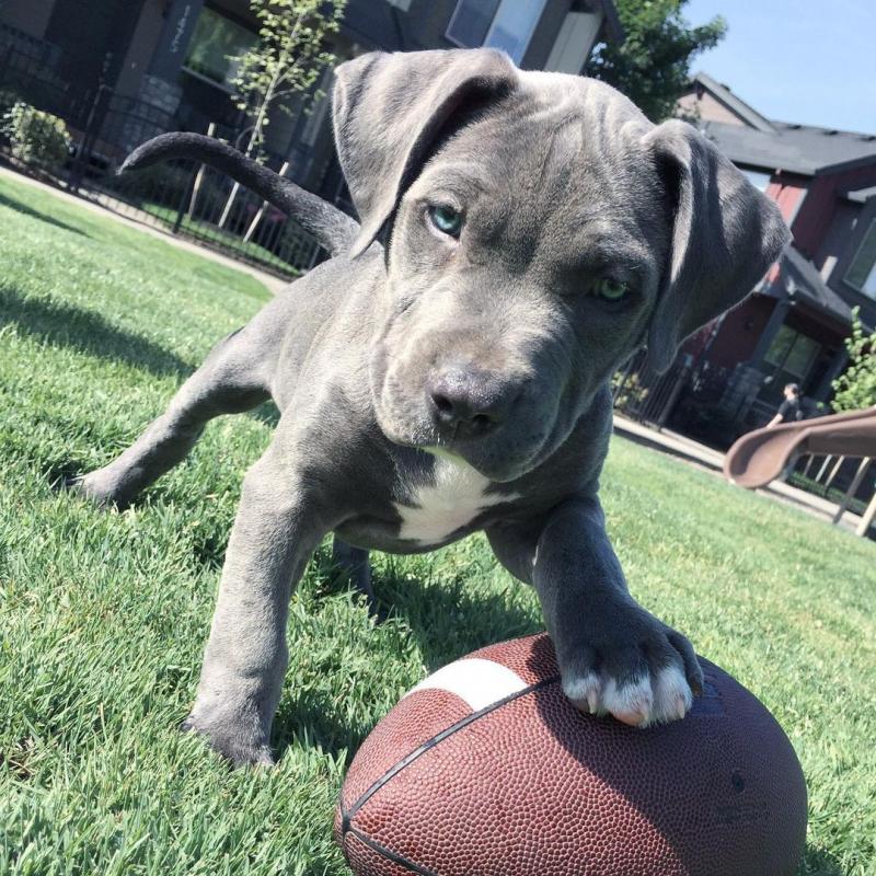 Blue Nose Pit Bull puppies,well socialized and vaccinated. Image eClassifieds4u