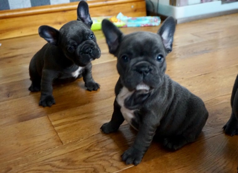 Charming French Bulldog puppies available💕Delivery possible🌎 Free shipping Image eClassifieds4u