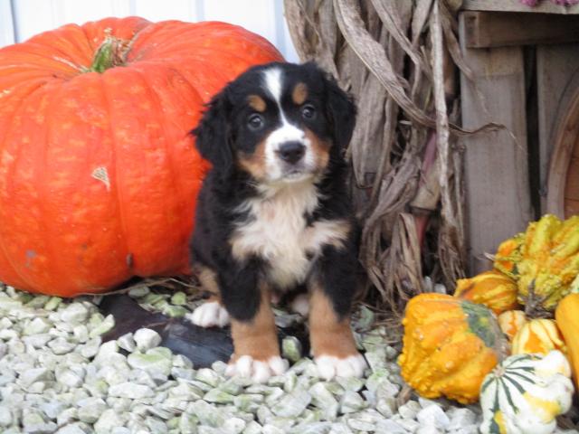 C.K.C MALE AND FEMALE BERNESE MOUNTAIN DOG PUPPIES AVAILABLE Image eClassifieds4u