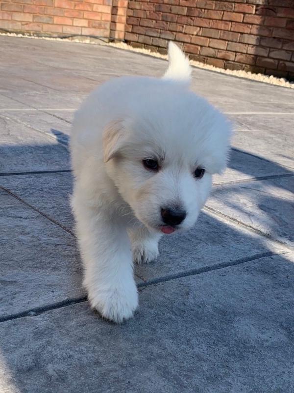 C.K.C MALE AND FEMALE GERMAN SHEPHERD PUPPIES AVAILABLE Image eClassifieds4u