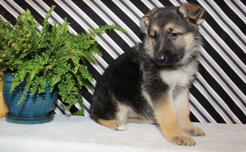 CKCQuality German Shepherd puppies for sale￼💕Delivery possible🌎 Image eClassifieds4u