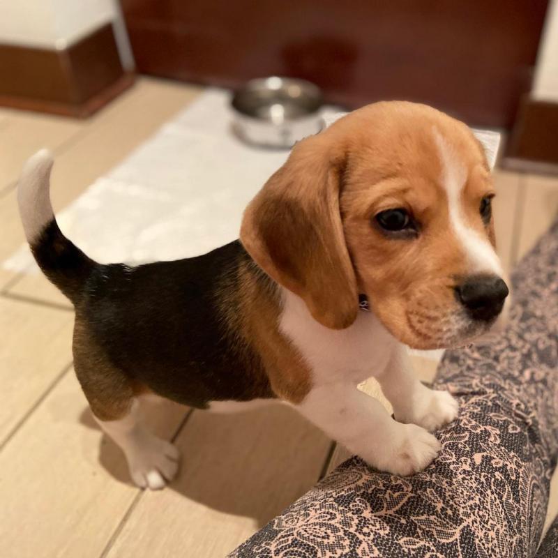 Cute Beagle Puppies for adoption Image eClassifieds4u