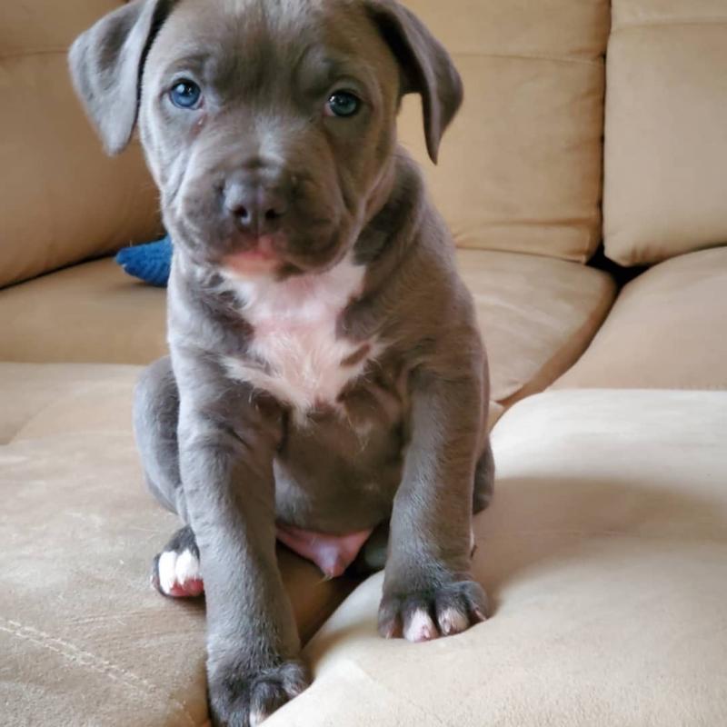 Cute Lovely Blue Nose Pitbull Puppies Male and Female❤️❤️ Image eClassifieds4u