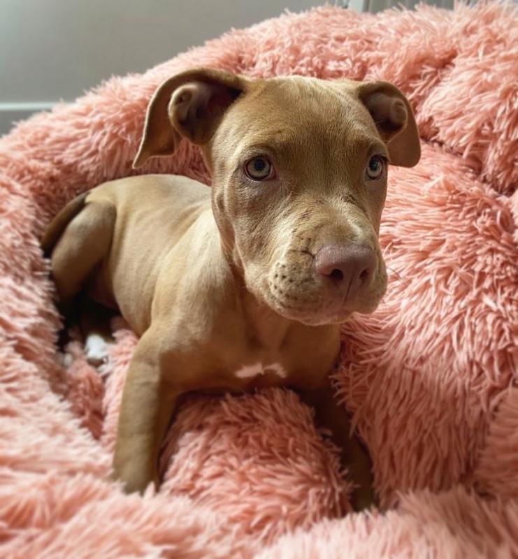 Cute Lovely Blue Nose Pitbull Puppies Male and Female💕Delivery possible🌎 Image eClassifieds4u