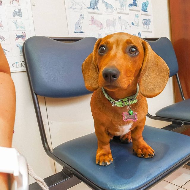 Dachshund Puppies 💕Delivery possible🌎Email at ⇛⇛ [peterparkertempleton@gmail.com] Image eClassifieds4u