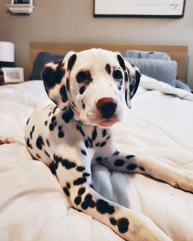Fantastic Dalmatian puppies male and female for adoption Image eClassifieds4u