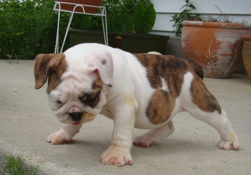 Gorgeous English Bulldog puppies available Image eClassifieds4u