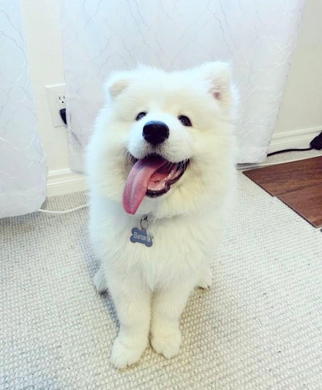 Gorgeous Samoyed Puppies Email at ⇛⇛ [brookthomas490@gmail.com] Image eClassifieds4u