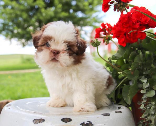 Gorgeous Shih Tzu puppies Email at ⇛⇛ [peterparkertempleton@gmail.com] Image eClassifieds4u