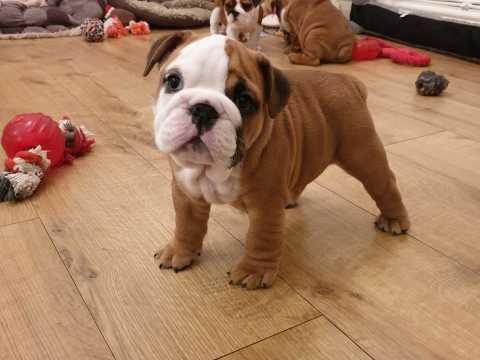 Healthy English Bulldog Puppies Available Now Image eClassifieds4u