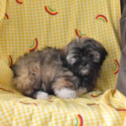 Kc Parti Lhasa Apso Puppies Ready EMAIL AT ⇛⇛ [brookthomas490@gmail.com] Image eClassifieds4u