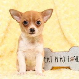 Kind Hearted Chihuahua puppies💕Delivery possible🌎 Image eClassifieds4u