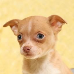 Kind Hearted Chihuahua puppies💕Delivery possible🌎 Image eClassifieds4u