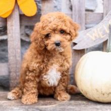 ❤️❤️ Charming ✔ ✔ Cavapoo Puppies ❤️❤️ Now Ready For Adoption Image eClassifieds4U