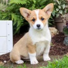 ♥ ✿Gorgeous Pembroke Corgi puppies available ✿✿ Image eClassifieds4U