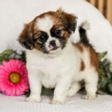 ♥ ✿Healthy Shih tzu Puppies available ✿✿ Email at ⇛⇛ [brookthomas490@gmail.com] Image eClassifieds4u 2