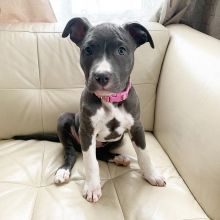 ♥ ✿Lovely American Pitbull puppies available✿✿ Image eClassifieds4U