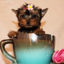 ♥ ✿Precious Yorkshire terrier Puppies available✿✿ brookthomas490@gmail.com Image eClassifieds4U