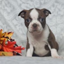 Adorable Boston terrier Puppies Available Email at ⇛ [brookthomas490@gmail.com] Image eClassifieds4U