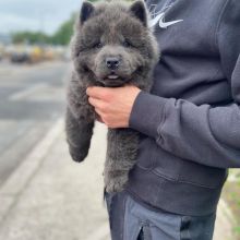 ADORABLE CHOW CHOW PUPPIES NOW READY FOR ADOPTION Image eClassifieds4u 2
