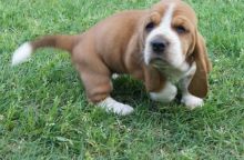Amazing Male and female basset hound puppies Image eClassifieds4u 2