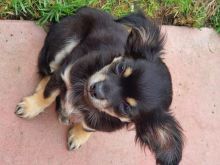 Apple head Teacup chihuahua puppies Available Image eClassifieds4u 2