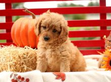 Beautiful Golden-doodle Puppies (CKC Registration)￼￼💕Delivery possible🌎 Image eClassifieds4U
