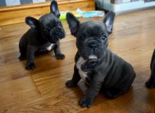 Charming French Bulldog puppies available💕Delivery possible🌎 Free shipping Image eClassifieds4U