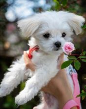 Cute Maltese puppies 🐶 🐕 brookthomas490@gmail.com Image eClassifieds4U
