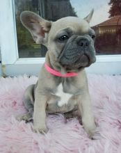 Gorgeous Full Pedigree French Bulldog Pups for Adoption Image eClassifieds4U