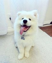 Gorgeous Samoyed Puppies Email at ⇛⇛ [brookthomas490@gmail.com] Image eClassifieds4U