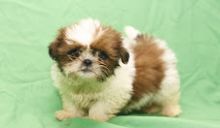 Gorgeous Shih Tzu puppies Email at ⇛⇛ [brookthomas490@gmail.com] Image eClassifieds4U