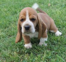 Healthy Basset Hound puppies available.💕Delivery possible🌎 Image eClassifieds4U