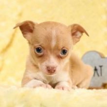 Healthy Chihuahua pups ready for new 🏡 Email at ⇛⇛ [brookthomas490@gmail.com] Image eClassifieds4u 2