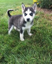 Healthy Siberian Husky Puppies Available Now Image eClassifieds4U