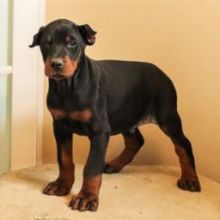 Miniature doberman pinscher puppies ready Image eClassifieds4U