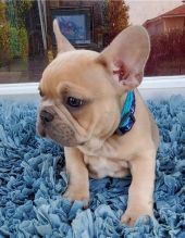 Registered Pedigree French Bulldog Puppies Available Image eClassifieds4U