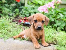Smooth coat Dachshund Puppies available Email at [brookthomas490@gmail.com] Image eClassifieds4U