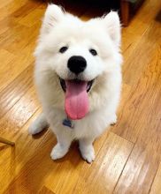 Snow white Samoyed Puppies available Email at ⇛⇛[peterparkertempleton@gmail.com]💕Delivery pos Image eClassifieds4U