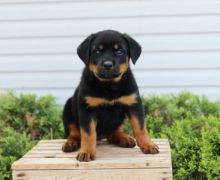 Stunning Male and Female Rottweiler Puppies available for adoption Image eClassifieds4U