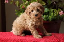 Sweet Golden-doodle Pups For Sale💕Delivery possible🌎￼brookthomas490@gmail.com Image eClassifieds4U