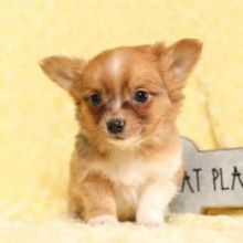 Two lovely Chihuahua puppies Available💕Delivery possible🌎 Image eClassifieds4u 1