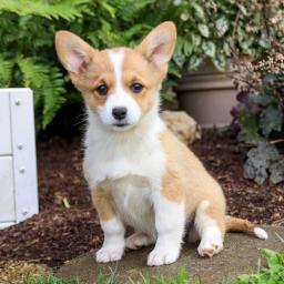 Male and Female Pembroke Welsh Corgi Puppies Email at ⇛ [brookthomas490@gmail.com] Image eClassifieds4u