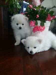 Male and Female Pomeranian puppies💕Delivery possible🌎 Image eClassifieds4u