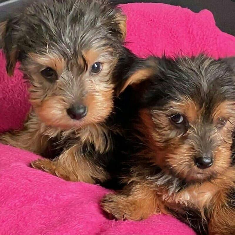 Male and Female Yorkie Puppies for adoption Image eClassifieds4u